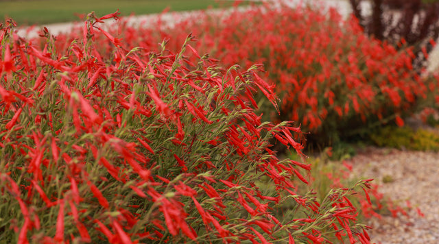 Lauren Springer's Zauschneria