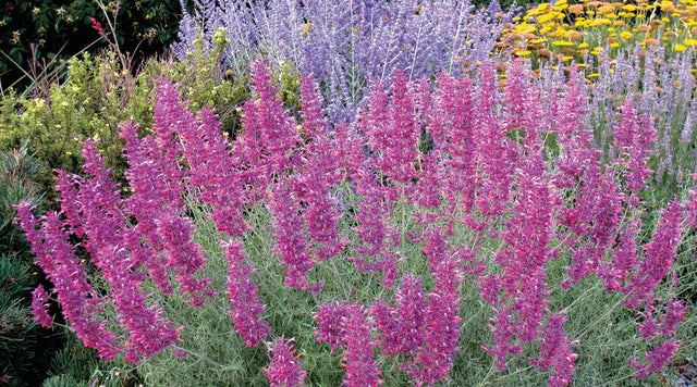 Agastache, Hummingbird Mint, Hyssop in a garden