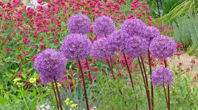 Alliums with Jupiter's Beard (Centranthus ruber Coccineus)