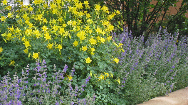 Aquilegia chrysantha