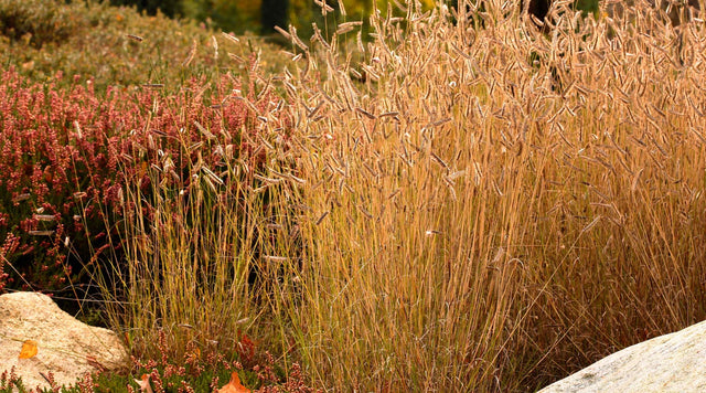 Blue Grama Grass