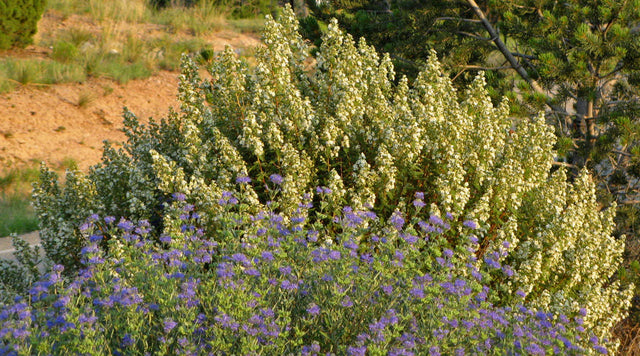 Fernbush (Chamaebatiaria millefolium) and Blue Mist Spirea (Caryopteris)