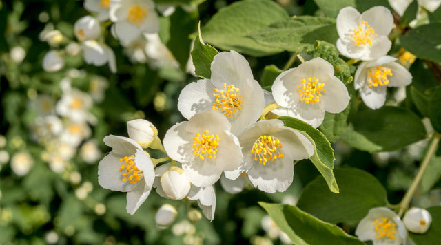 Cheyenne® Mock Orange (Philadelphus lewisii) - High Country Gardens 2020 Plant Of The Year