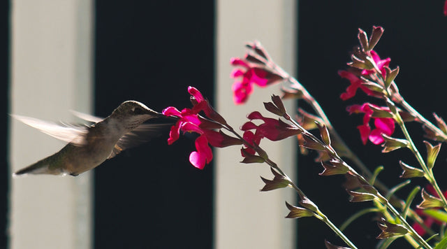 Hummingbird sips nectar from a pink Salvia flower