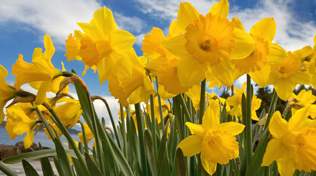 Daffodils blooming under a blue sky. By Don Paulson.