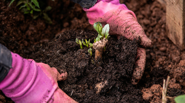 Pink gardening gloves cradling dahlia tuber in soil
