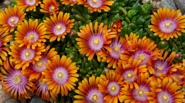 Delosperma Fire Spinner (Ice Plant) blooms