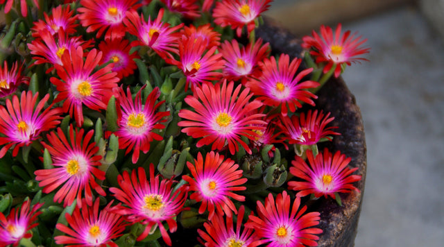Delosperma in planter
