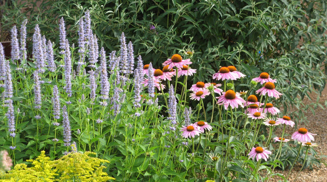 Echinacea purpurea, Agastache Blue Fortune, Solidago, Buddleia