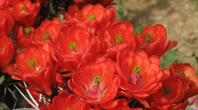 Closeup of Echinocereus trigloc White Sands