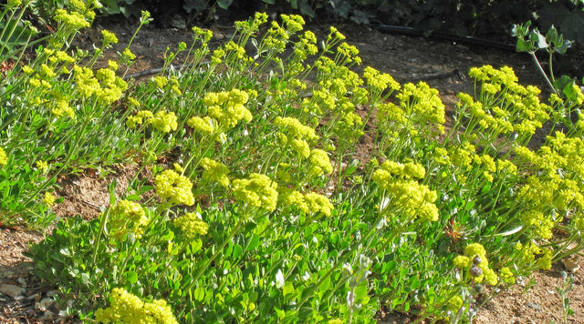 Poncha Pass Sulphur Buckwheat (Eriogonum umbellatum) beginning to flower in May.