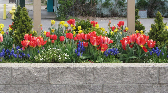Layering Fall Planted Bulbs - Tulips, Muscari, Daffodils - Makes for a Coloful Spring Display!