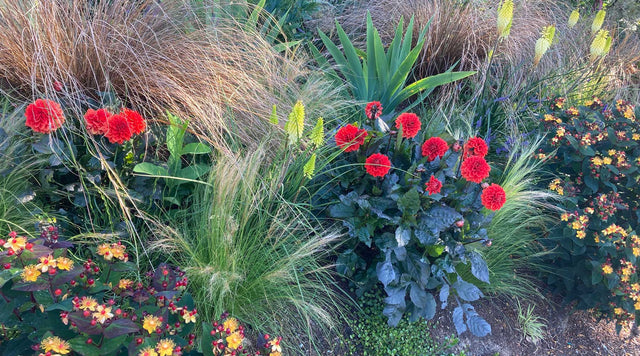 Dahlias add a pop of color to this customers' perennial garden with Ornamental Grass and Kniphofia.