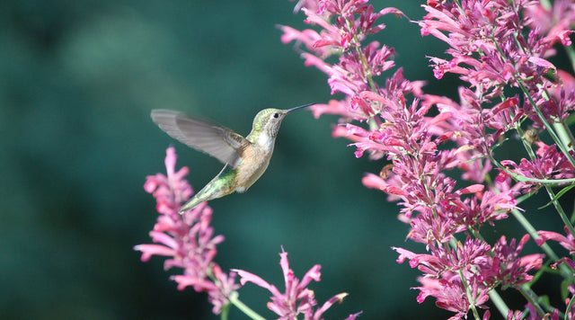 Hummingbird around agastache