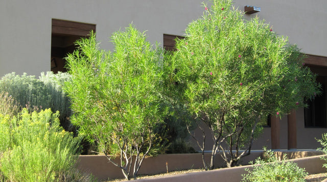 Desert Willow in front of building