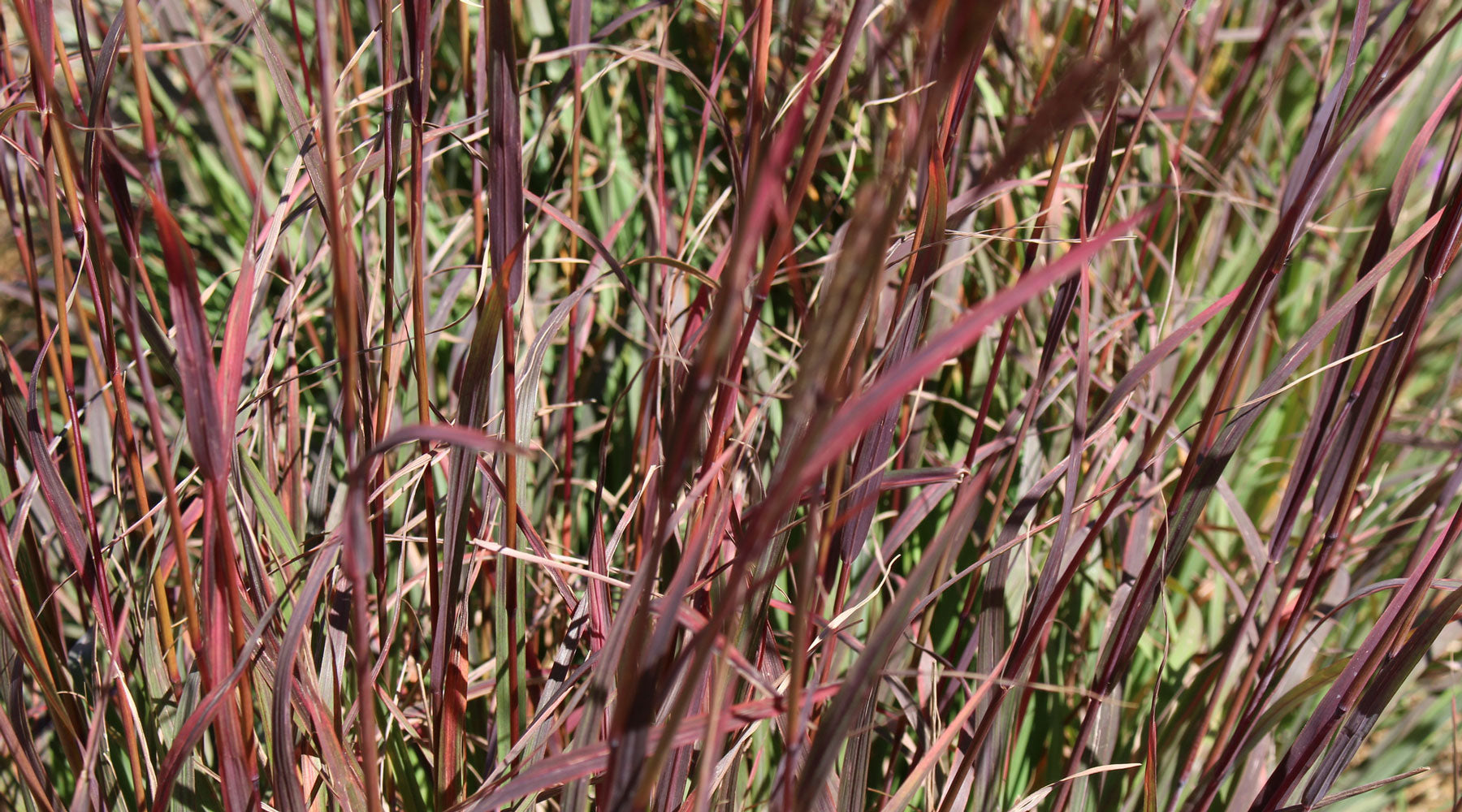 Colorful Native Ornamental Grasses For Sun and Shade | High Country Gardens, image size:1800x1000