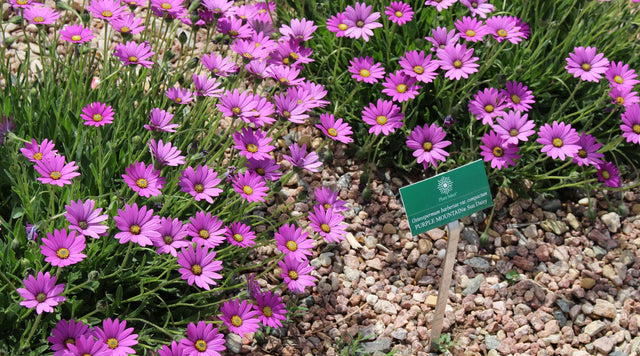 Purple Mountain® Sun Daisy - Osteospermum barberiae var. compactum - from Plant Select®