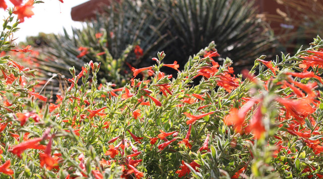 Zauschneria replaces grass as a waterwise perennial groudncover