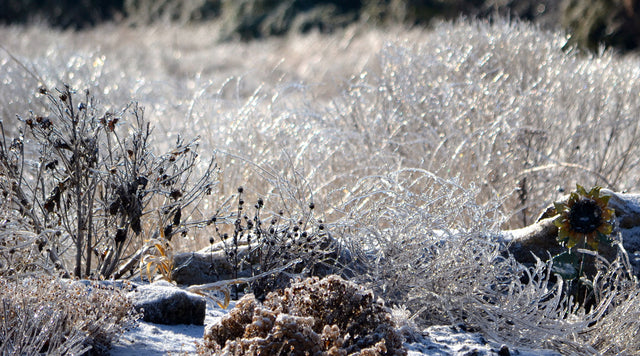 Perennials and Native Shrubs Frozen with Winter Cold