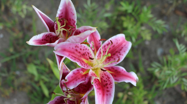 Plant Oriental Lily Stargazer