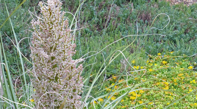 Nolina texana in bloom