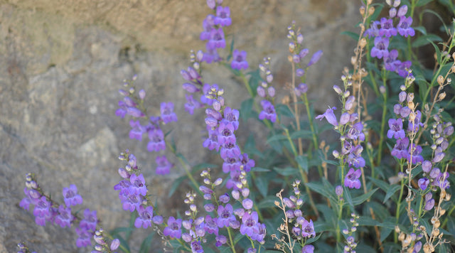 Uvatung Broadleaf Beardtongue