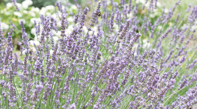 Lavender and Bee
