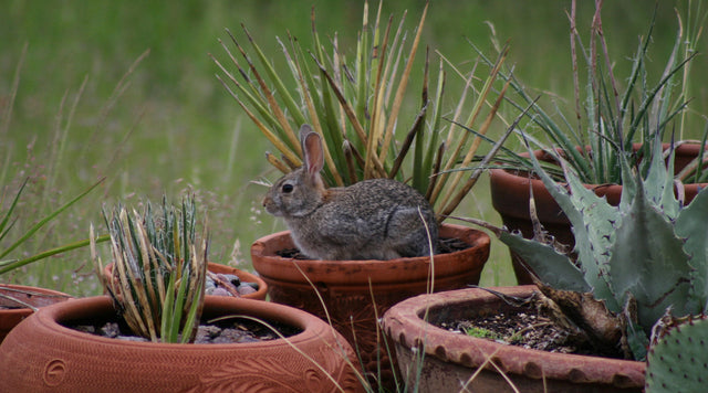 Rabbit on cactus pot