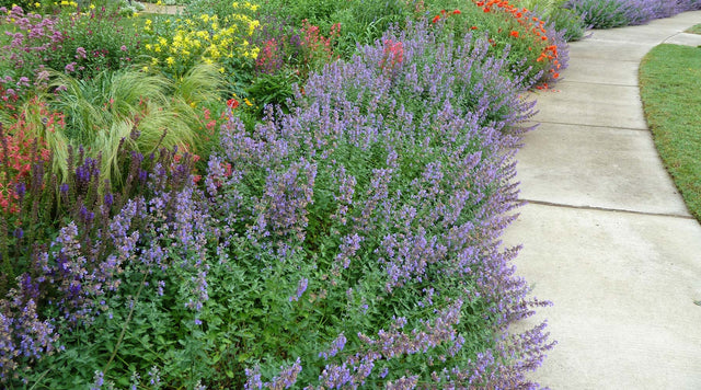 A spring perennial border garaden with nepeta, popppies, columbine, and more in bloom, lining a sidewalk with color
