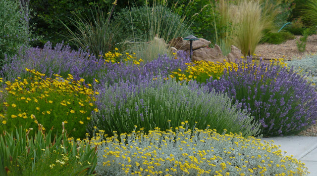 English Lavender (Lavandula), Coreopsis (Tickseed), Partridge Feather (Tanacetum) and Silky Thread Grass (Nasella)