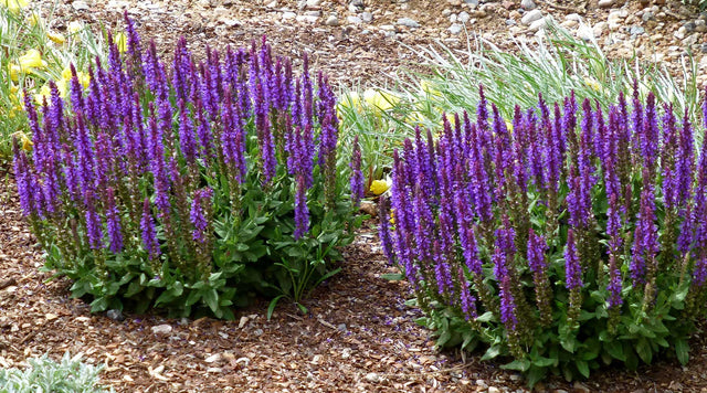 Little Night Salvia