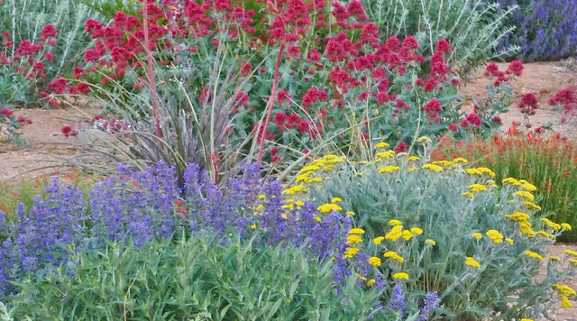 Easy Garden Design with our Summer Showstopper Pre-Planned Garden