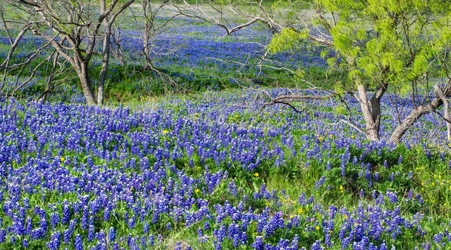 Bluebonnets in meadow