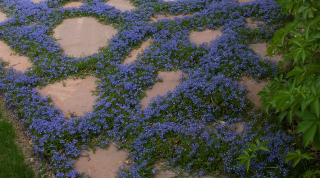 Veronica liwanensis blue bloom ground covers