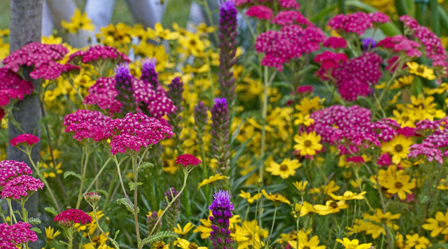 Deer Resistant Achillea (Yarrow), Coreopsis (Tickseed), and Liatris (Blazing Star)