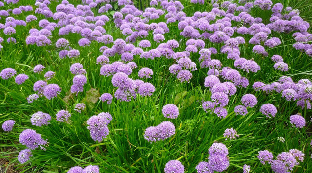 Field of millenium allium