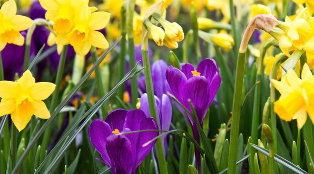 Daffodil And Crocus, Two Deer Resistant Spring-Blooming Flower Bulbs