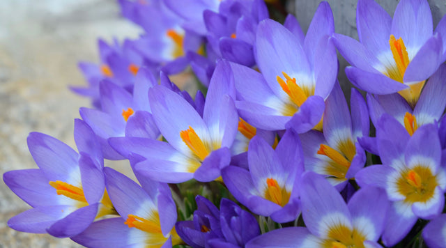 Crocus Flowers