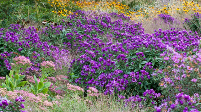 Asters in a meadow-style planting with Black Eyed Susans, Sedum, and Ornamental Grass.