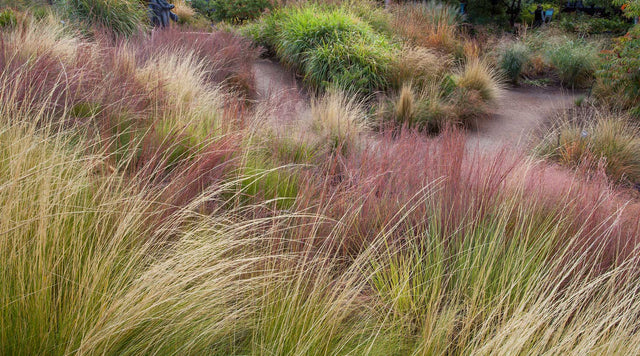 Ornamental Grass Garden with Naseella and Little Bluestem