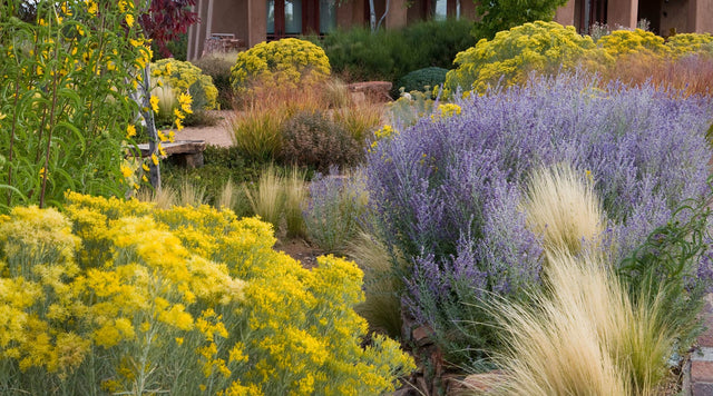 A fall garden in New Mexico featuring Chrysothamnus (Rabbitbrush), Helianthus maximiliana (Maximilian's Sunflower), Perovskia (Russian Sage), and various ornamental grasses