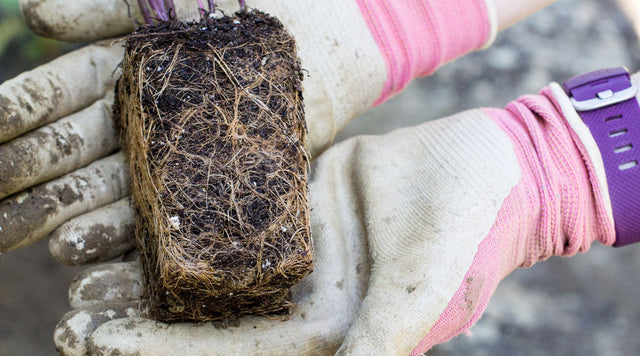 planting bee balm