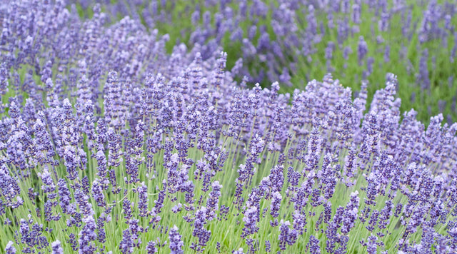 Lavender blooms in meadow