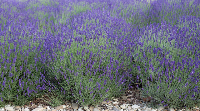 Growing Fragrant Lavender