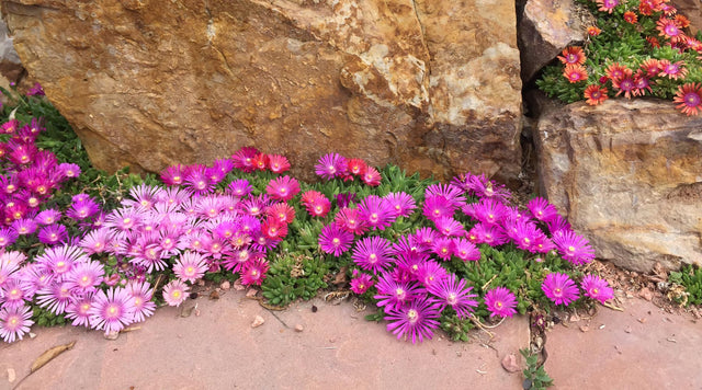 Mixed Ice Plant (Delosperma)
