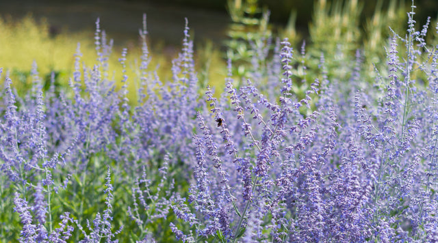 perovskia-atriplicifolia-blue-spires russian sage