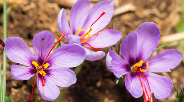 Saffron Crocus in bloom