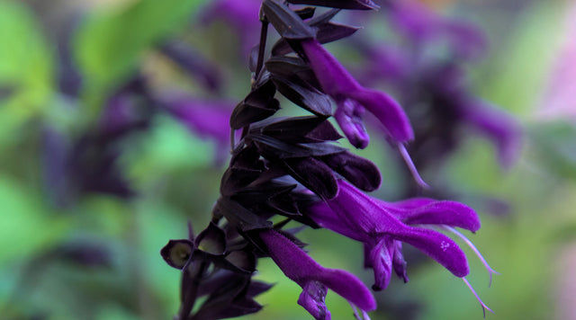 salvia amistad friendship sage