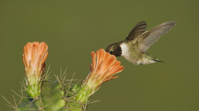 A blackchinned hummingbird sips nectar from a claret cup cactus