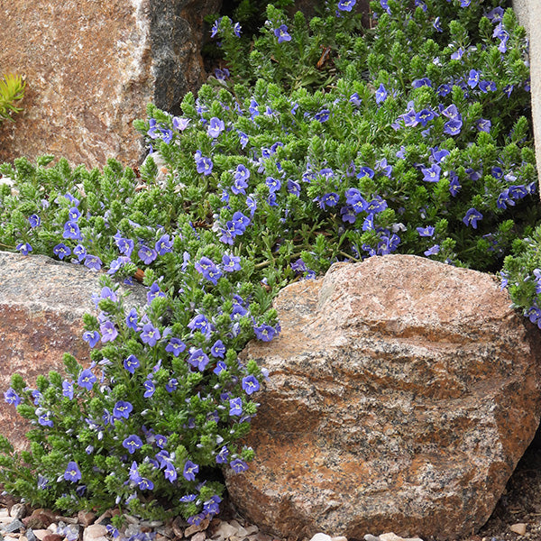 Ground Cover Plants | Waterwise Perennial Groundcovers